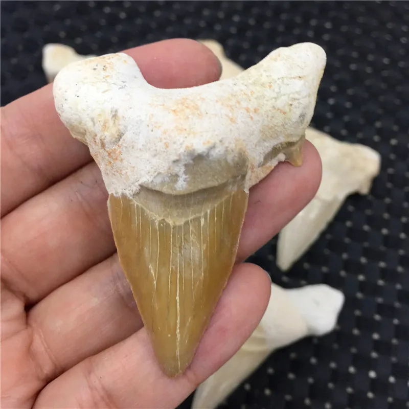 1 шт. натуральные животные Fossil зубы акулы Fossil минеральные образцы рок камни рейки лечебная энергия для коллекции в подарок