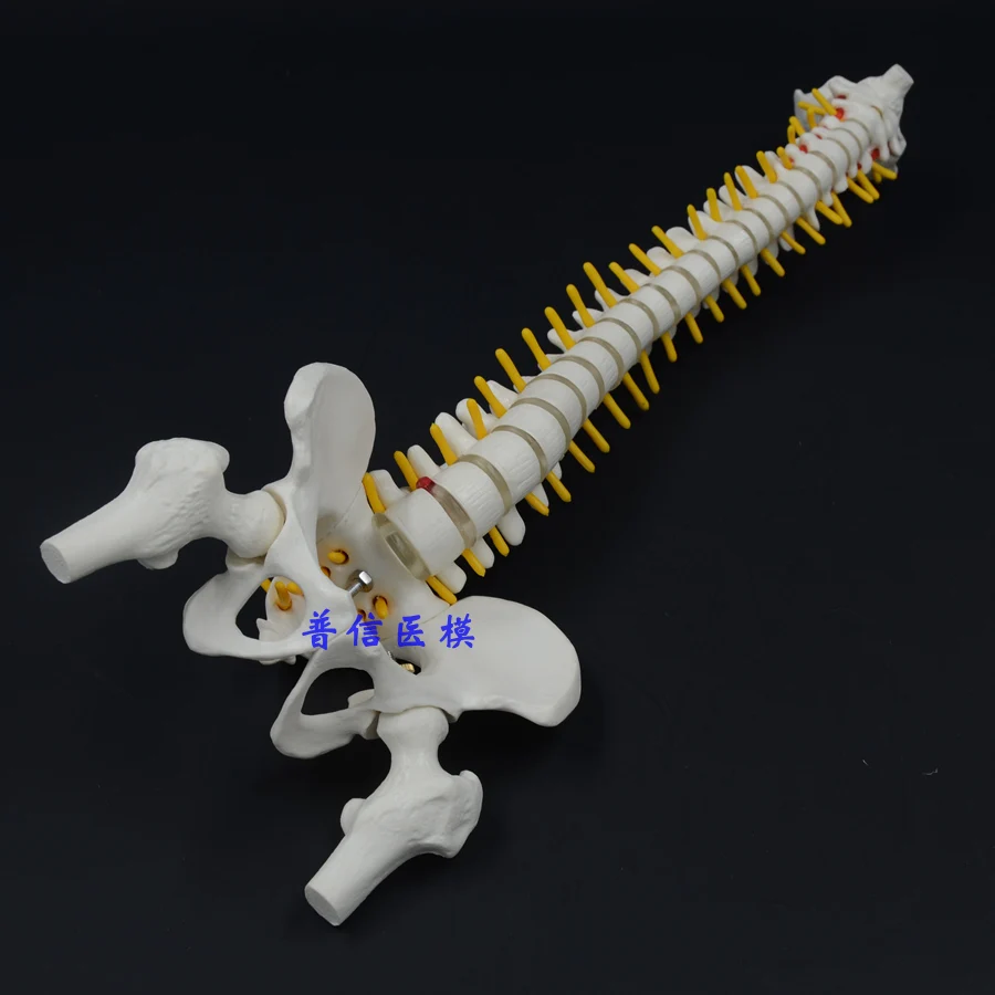 

Human spine bone skeleton model 45cm sitting posture model Medical Science teaching supplies