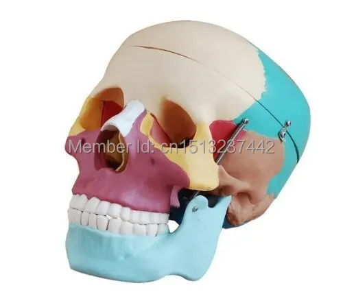 Adult Skull Anatomical Anatomy Skeleton Medical Model & Colored Bones Life Size | Канцтовары для офиса и дома