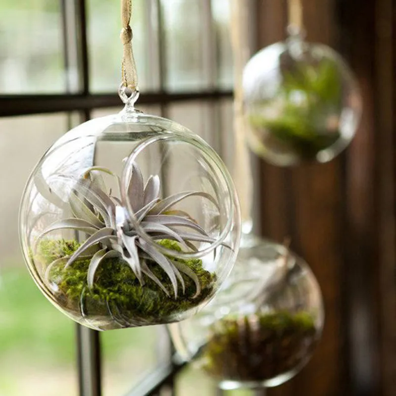 Бесплатная доставка диаметр = 8 см 12 элементов стеклянная ваза для террариума