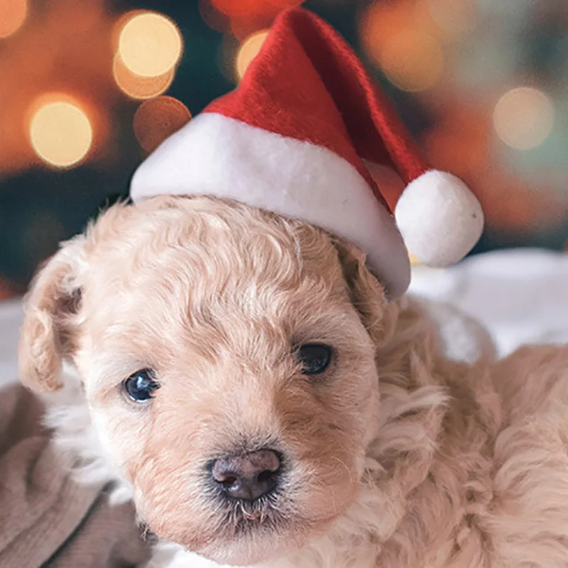 Hoomall Рождественская плюшевая шапка для собак декор домашних животных кошка