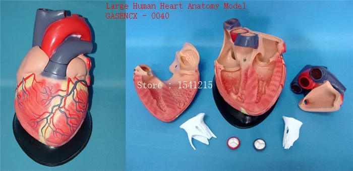 Модель сердца обучающая медицинская модель человеческого тела большого