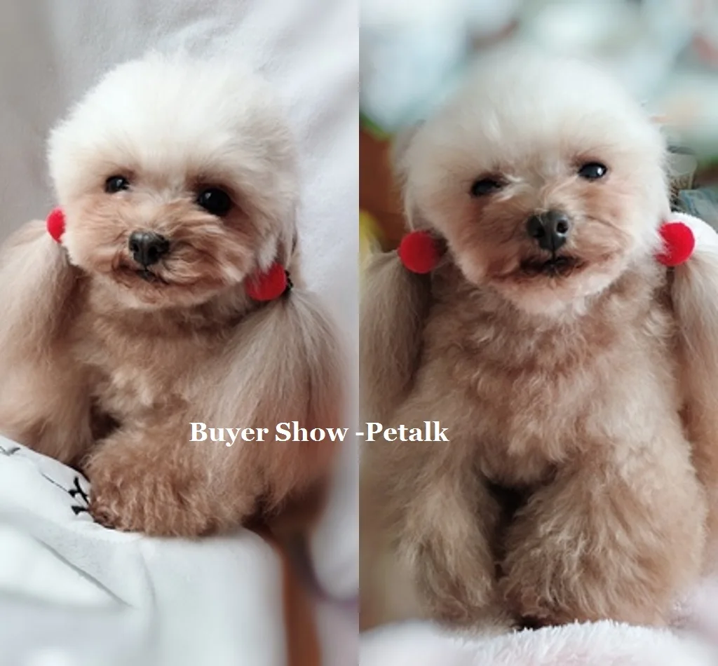 5 пар/лот бантики для волос маленьких собак аксессуары шерсти канатная Резиновая