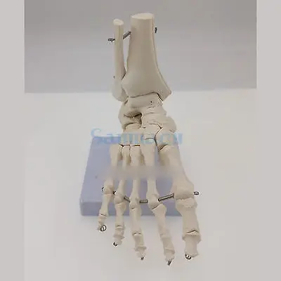 Функциональная анатомическая медицинская модель скелета для ног и лодыжки|anatomical