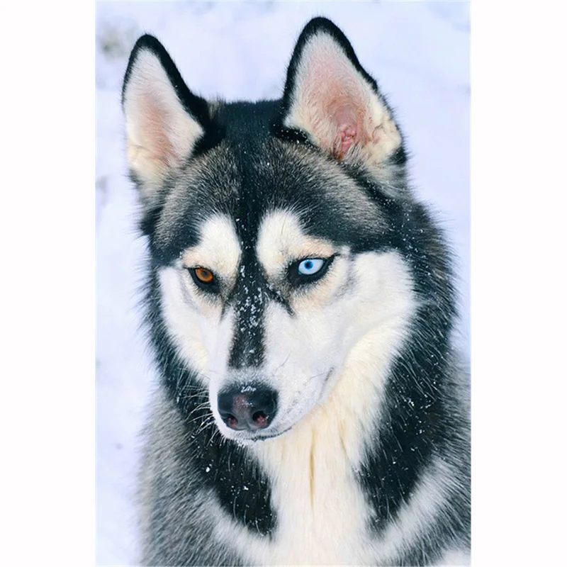 

Full Square Set Dog Diamond Painting Cross Stitch Husky Animal 5D DIY Mosaic Embroidery Rhinestone Art Home Room Decor