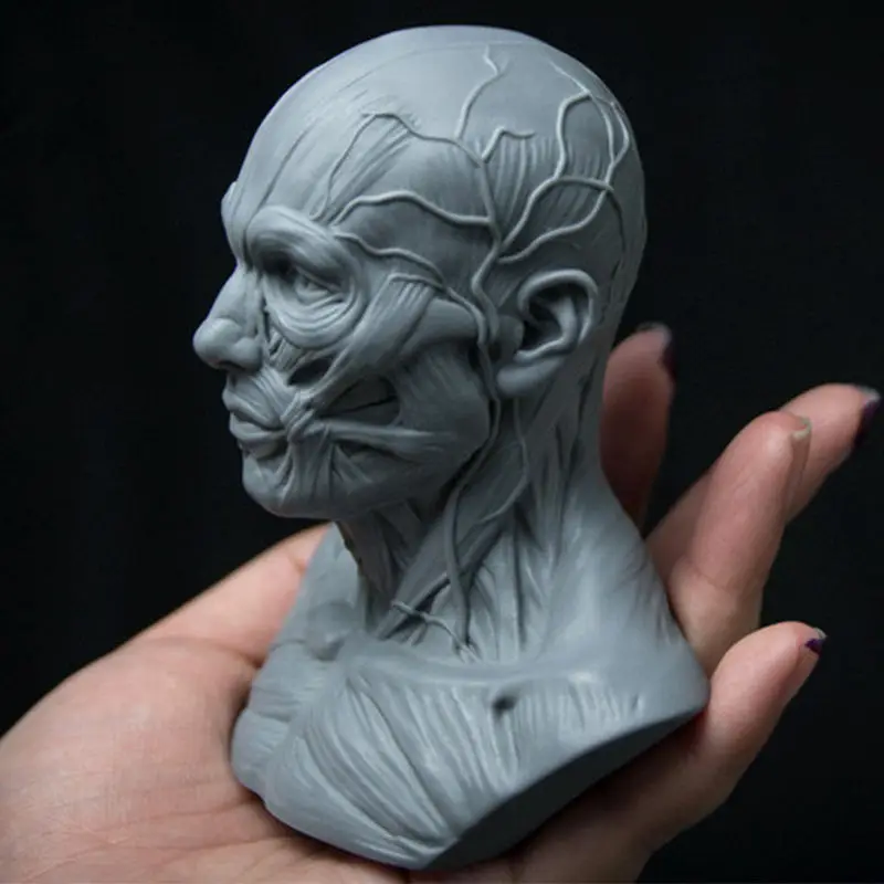 10 см Анатомия человека модель череп для изучения анатомии голова мышечная кость