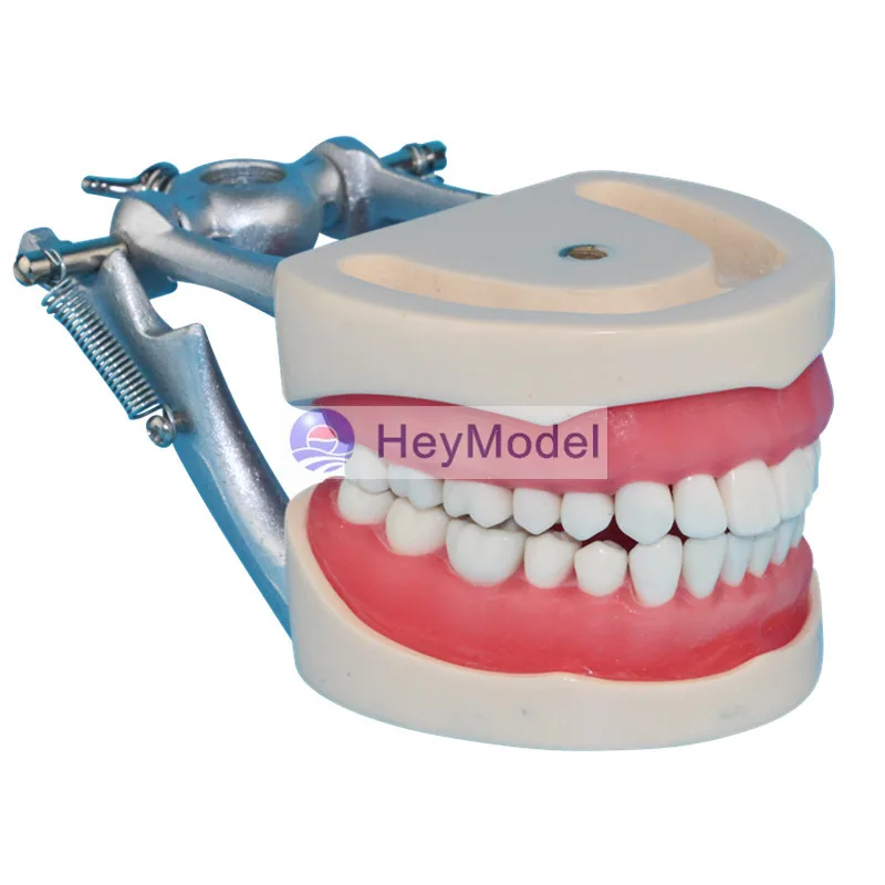 Модель зубов HeyModel для взрослых модель обучения стоматологии со стойкой DP Jaw|teaching|