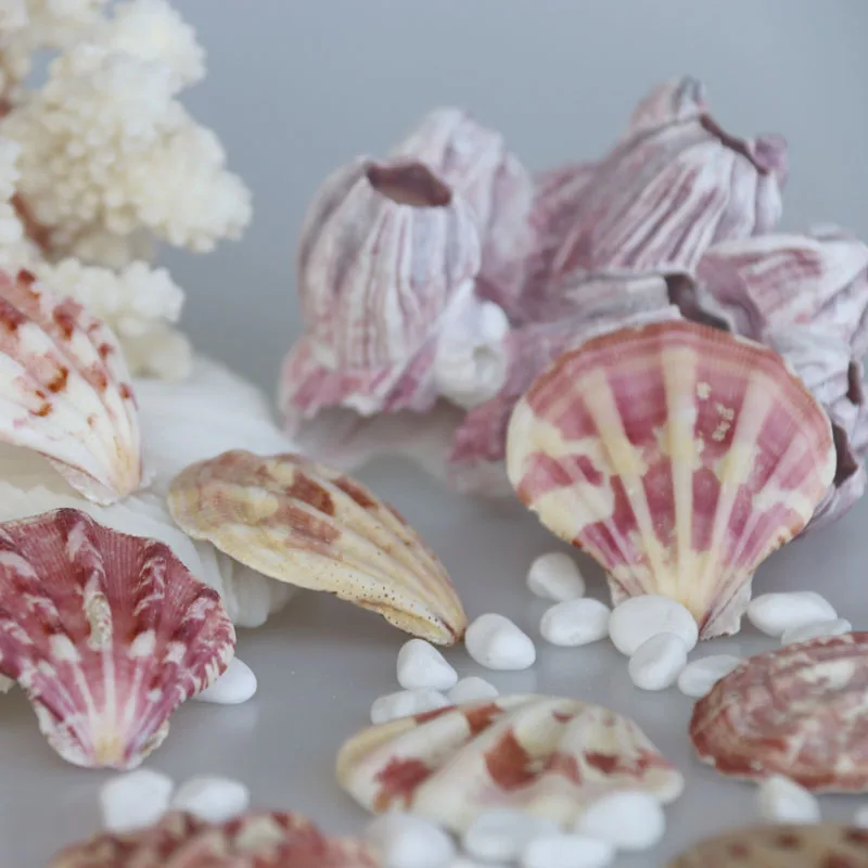 Бесплатная доставка (20 шт./лот) цвет толстый гребешок натуральная раковина и