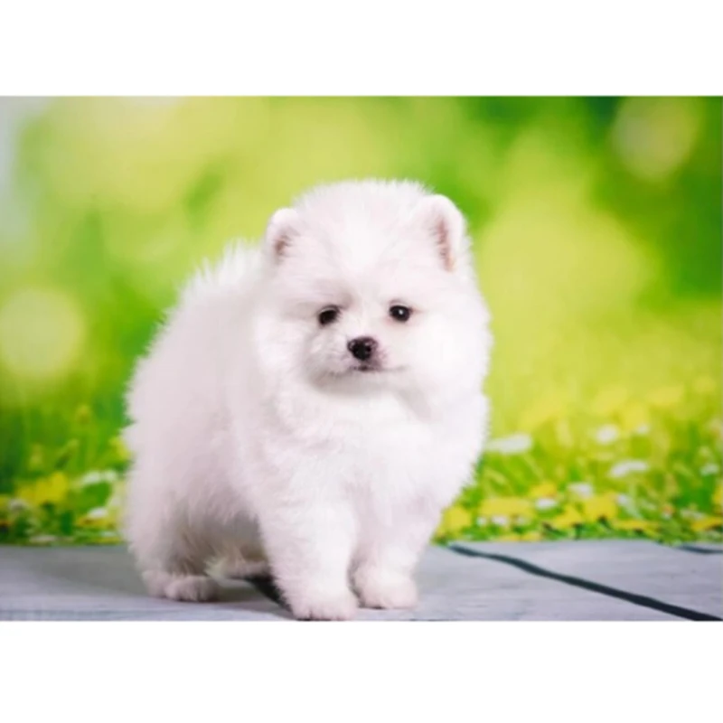 Diamond embroidered cross stitch dog Spitz mosaic picture Animal painting Round diamond full of Christmas gift rhinestones | Дом и сад