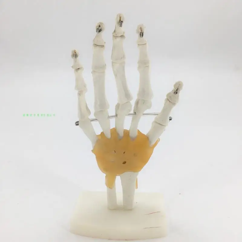 Модель скелета для ручного сустава ulna и tibia модель рук с связкой|Медицинская
