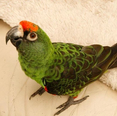 Jardines Parrot Gingerain одежда с птицами попугай одежда пеленки Naimi оригинальная ручная работа на заказ одежда с птицами пеленки Naimi - Цвет: Jardines Parrot