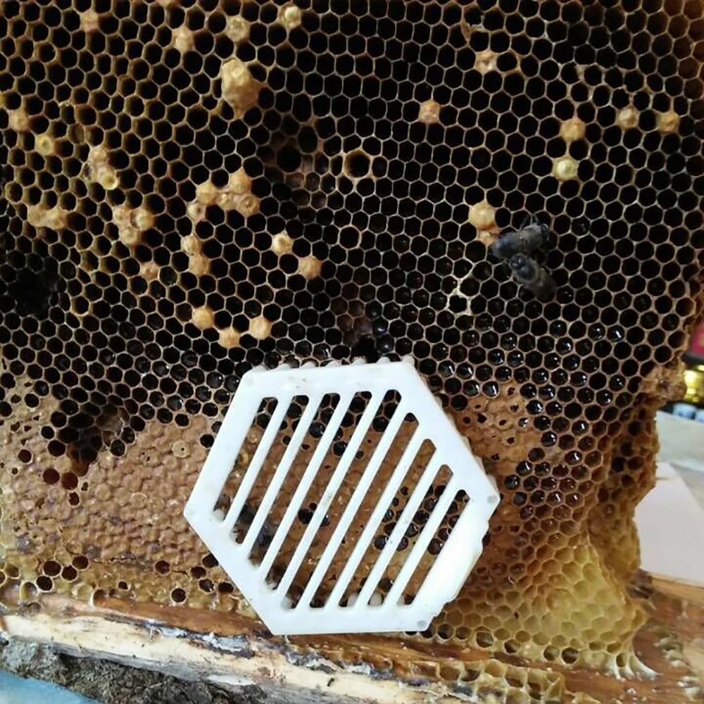 40PCS Rearing beekeeping plastic queen cells needle type hexagonal bees tools of bee honey fertilizer accessories