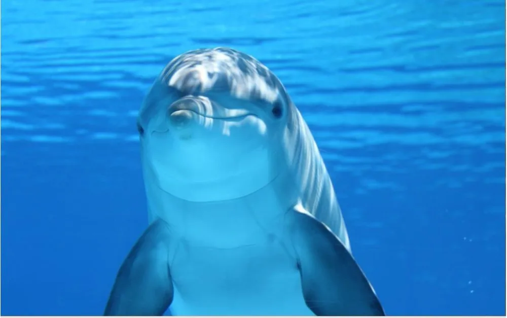 Пользовательские фото пола 3D обои современное искусство Дельфин океанская вода