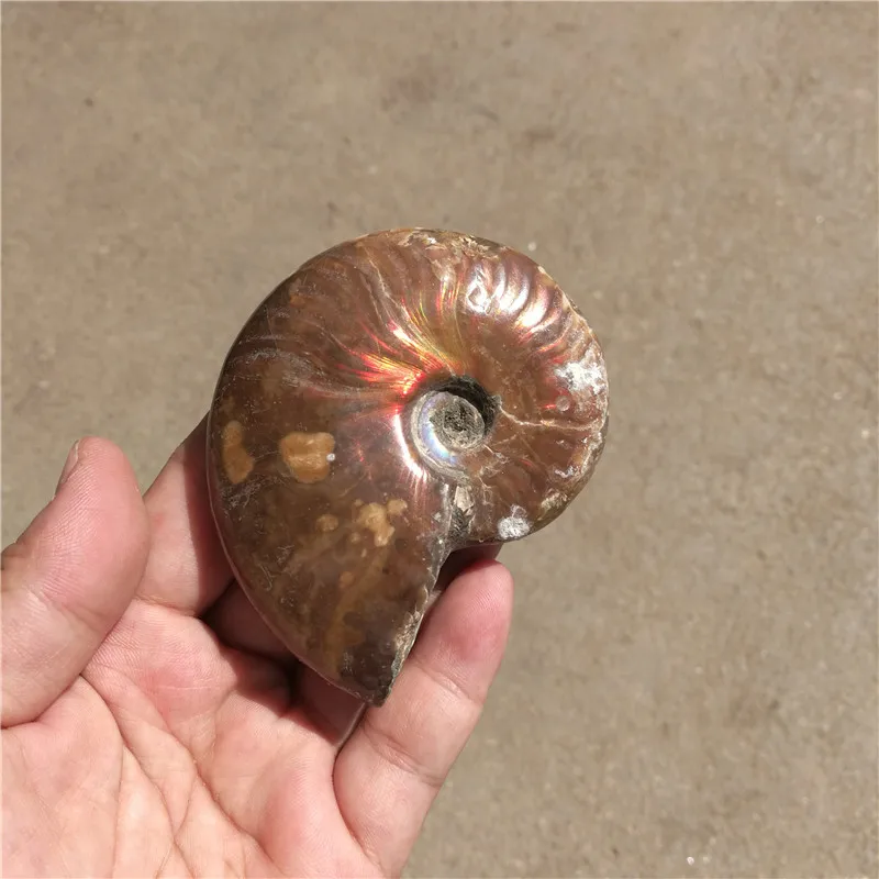 Радуга! 130 г натуральные кончи аммония fossil образцы из Madagascar LA2016|rainbow|specimenrainbow ammonite |