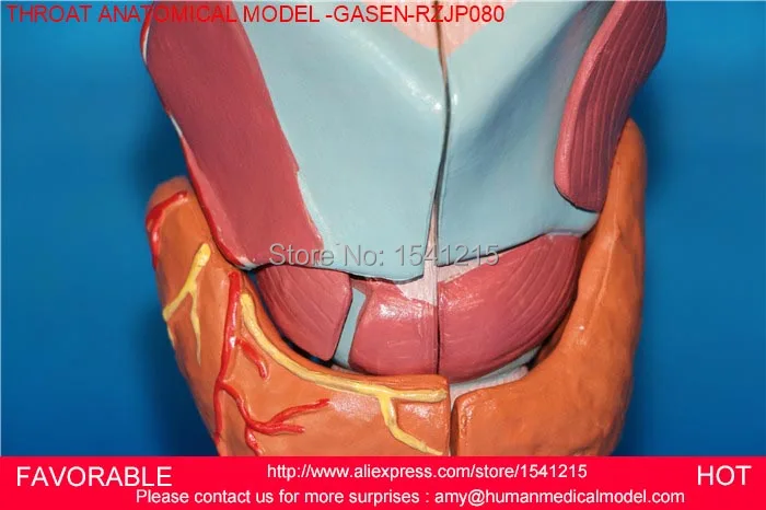 Модель человеческого горла анатомическая модель для медиков учебные материалы