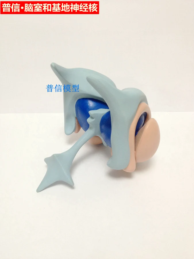 Бесплатная доставка неврологическая модель мозга мозговая и вазовая