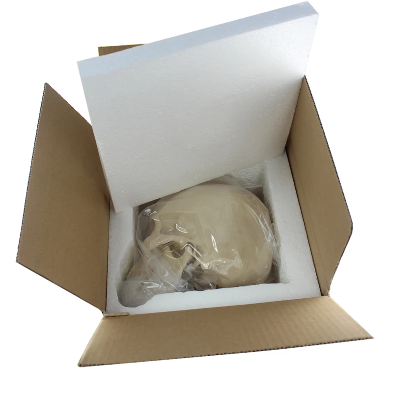 Моделирование черепа человека в виде ужаса натуральную величину 1: 1 модель