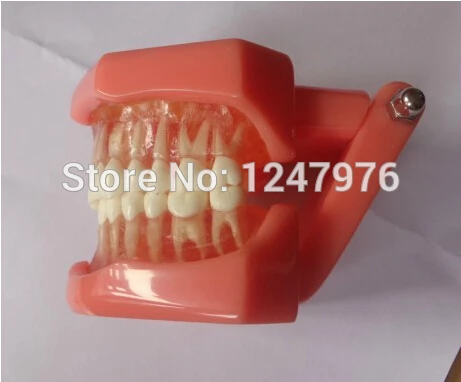 Модель для извлечения зубов модель зуба обучающая продукция Стоматологический