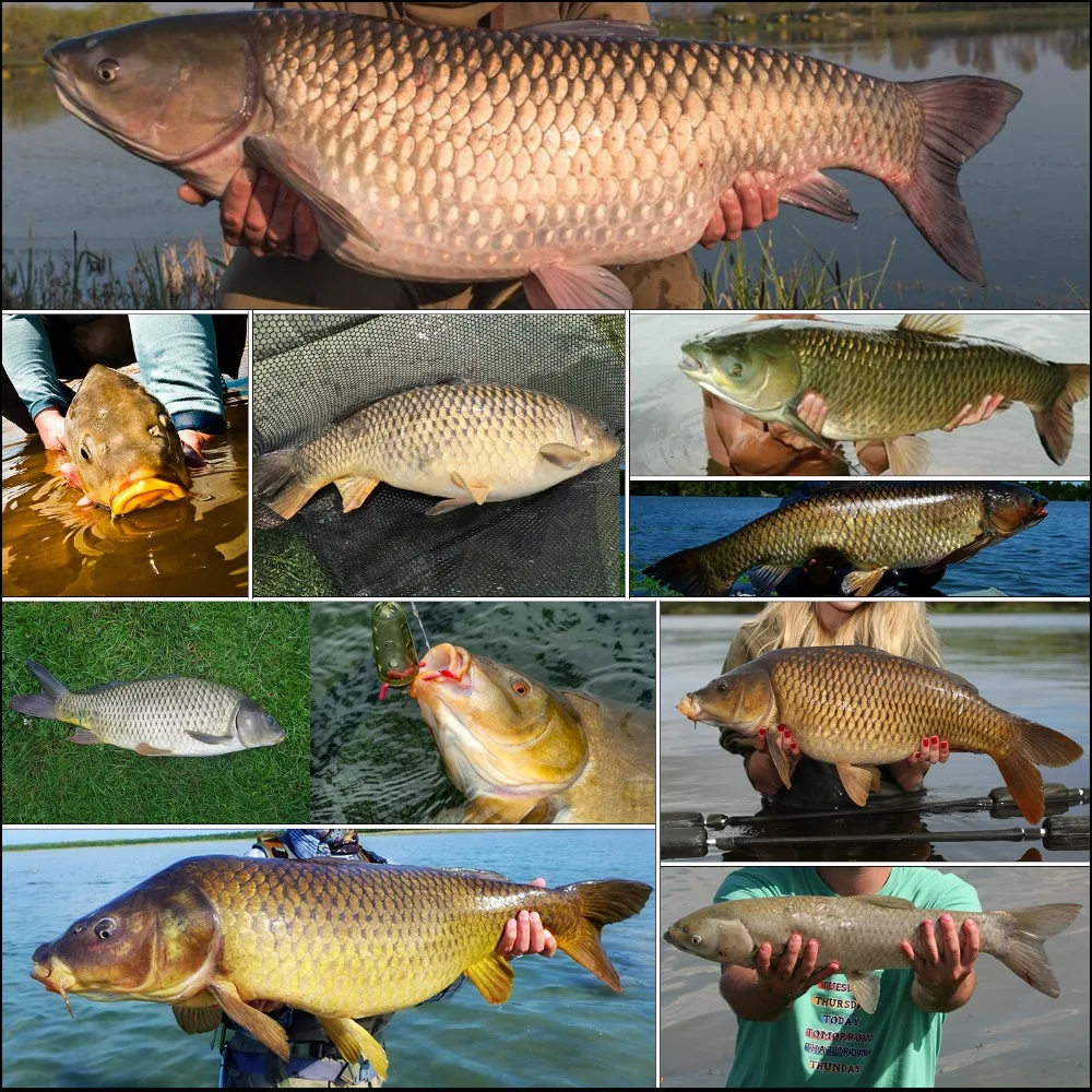 Maximumcatch Carp Fishing 25pc Anti Tangle Sleeves Connect with Hook for Terminal Tackle | Спорт и развлечения