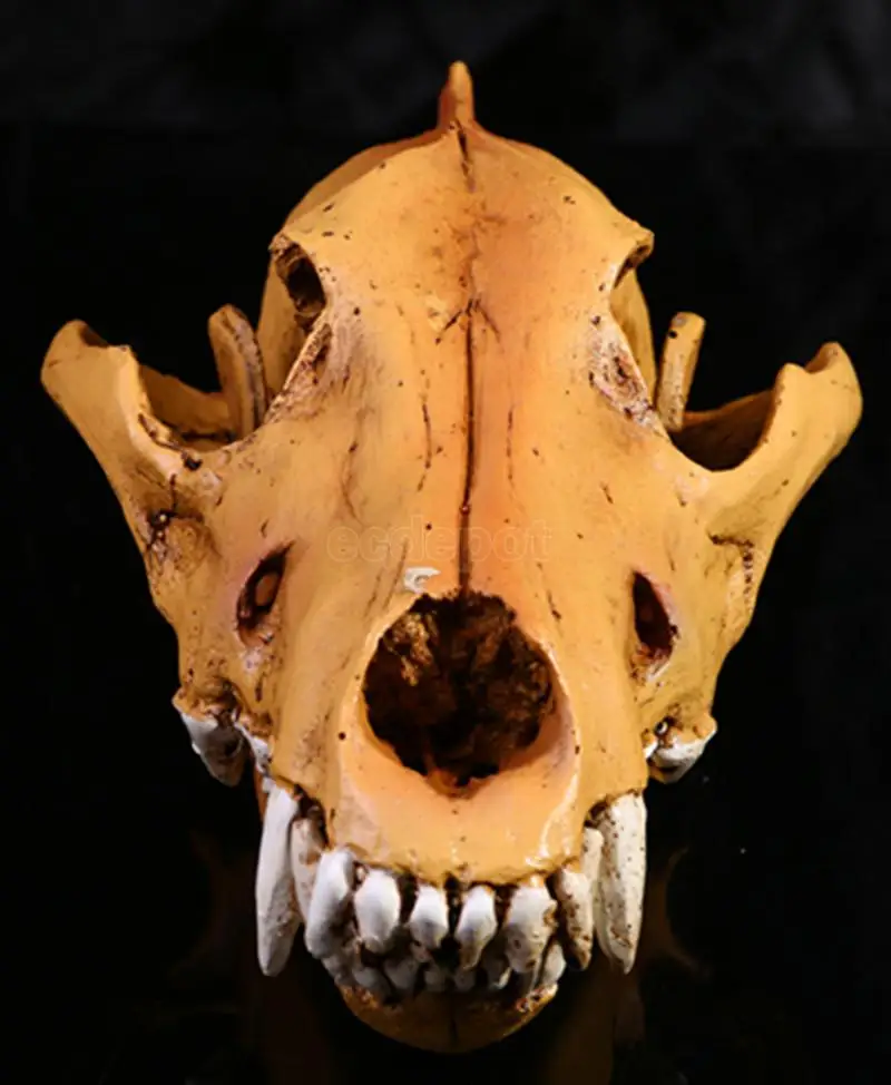 

Wolf Skull Resin Replica Head Model State Ornament Home Bar Decor 11x22x12cm