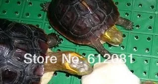 Товары для домашних животных Жилая Каракатица кость для птицы черепахи 5 шт./лот