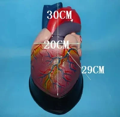 

Large-scale human heart Anatomical Model Medical Teaching Human specimens model free shipping