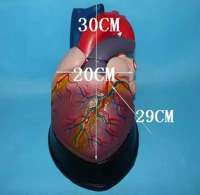Модель человеческого сердца анатомическая модель для медиков бесплатная