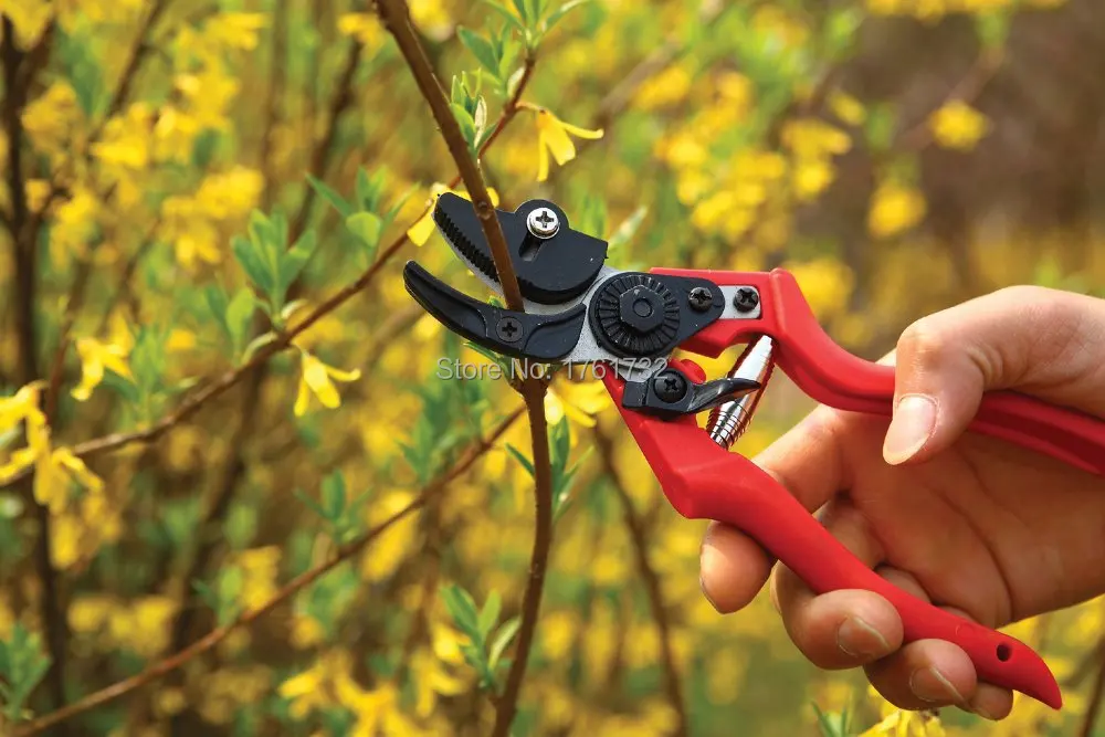 Хорошее качество продажа садовый инструмент секатор зажим для сбора томатный