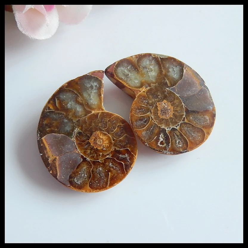 

Jewelry accessories,Birthday gift,Natural Gemstone Aommonite fossil Earring pair,28x22x5mm,6.9g