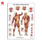 WANGART художественный постер с анатомией Мышц Человека, картина тела, холст, настенные картины для медицинского образования, домашний декор JY0717