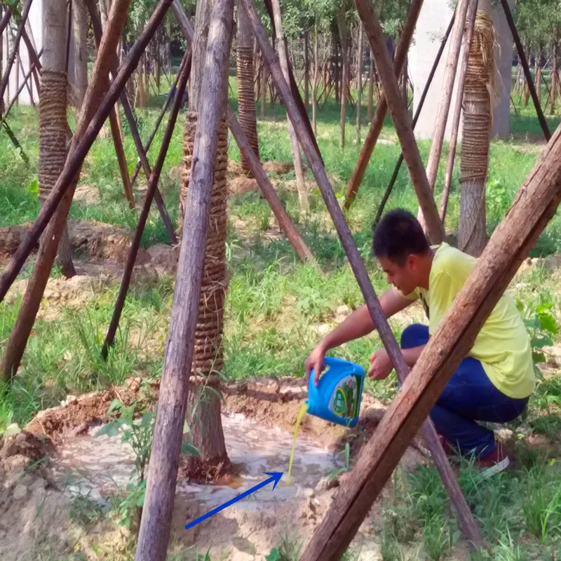 Удобрение для пальмовых деревьев/удобрение фруктовых деревьев/искусственное