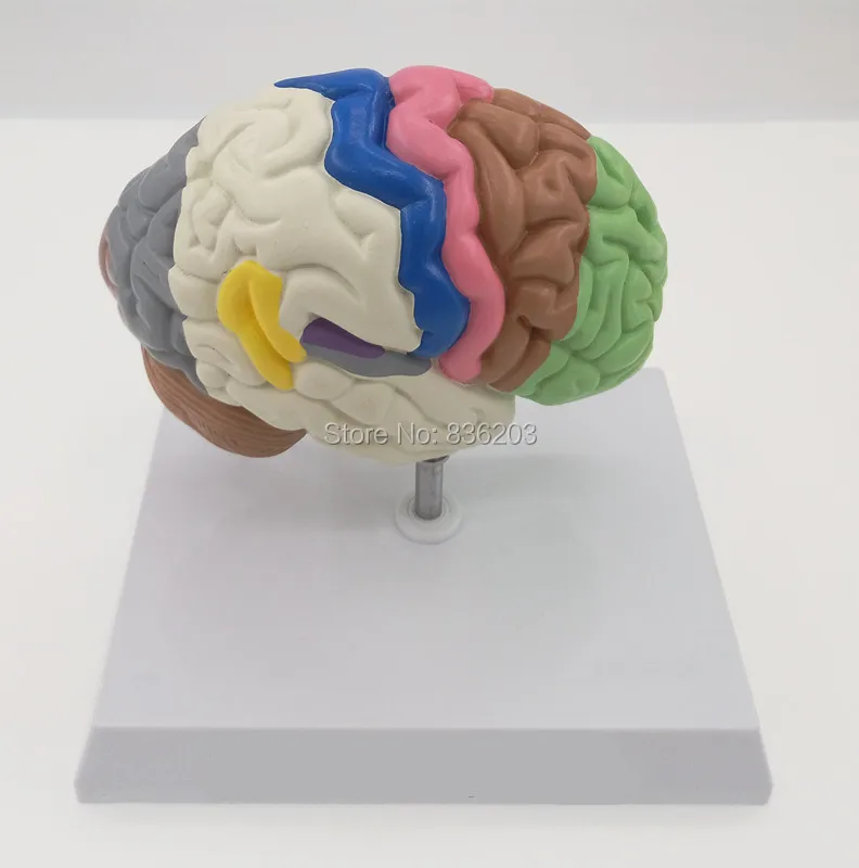 Поперечный сечение человеческого мозга половинная модель жизни размер