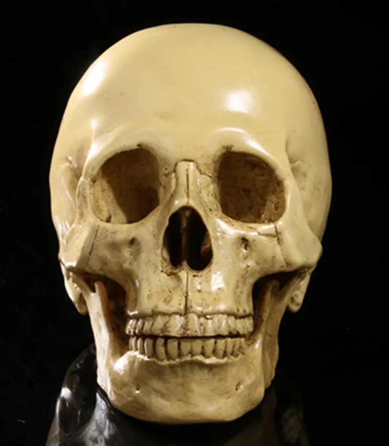 MagiDeal Realistic 1:1 Resin Human Skull Model Teaching Head Mold Bone Skeleton Medical Science Educational Supplies