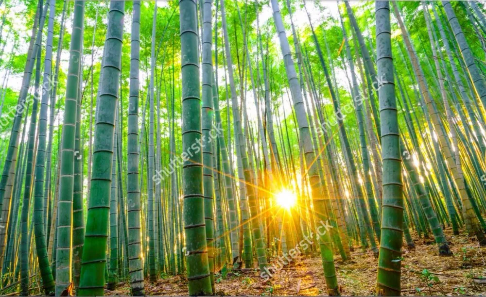 Обои на заказ с изображением природного ландшафта бамбуковый лес солнечным