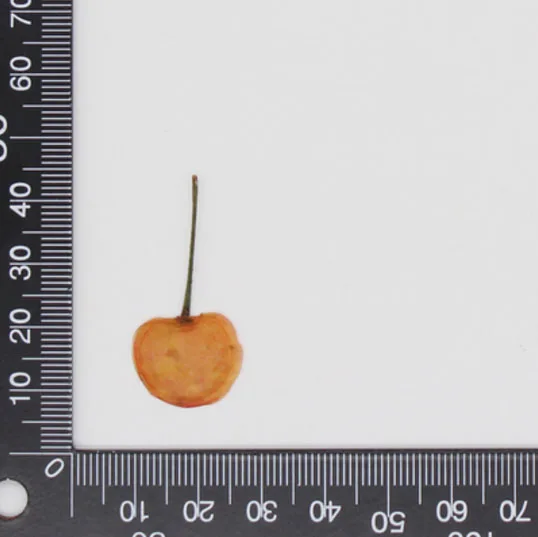 Yellow Cherry 10 шт прессованный высушенный фруктовый ломтик гербарий из растений для ювелирных изделий открытка с пригласительным билетом чехол для телефона Закладка рукоделие Изготовление DIY - Цвет: Yellow Cherry