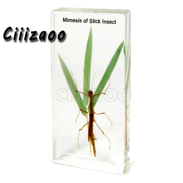 Имитация палочки образец насекомых животное пресс папье сбор Таксидермии