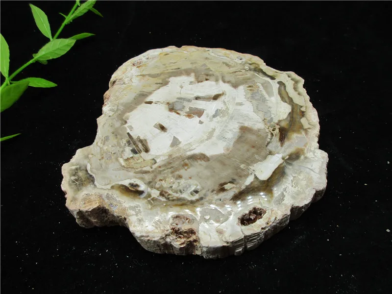 Большой! Натуральный корень дерева ископаемого с украшением в виде кристаллов