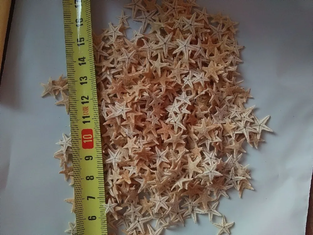 Горячая мини Natural морская раковины shells100pcs/lot натуральная морская звезда украшения Аксессуары Свадебные decoration0.5-2 см
