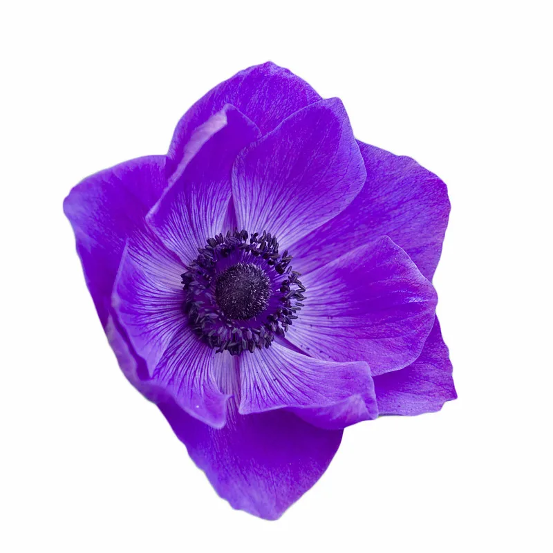 2 шт 3D Anemone цветок силиконовая форма помадка для украшения торта инструмент