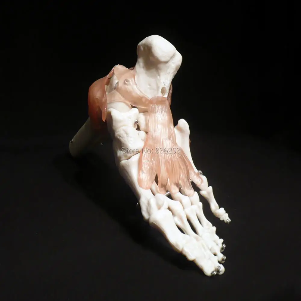 Жизненный размер ножной сустав с связями анатомический скелет анатомическая