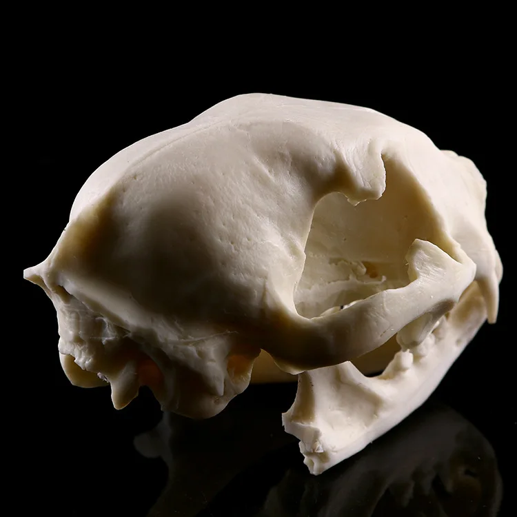 Модель кошачьей смолы череп школьная медицинская модель скелета животных