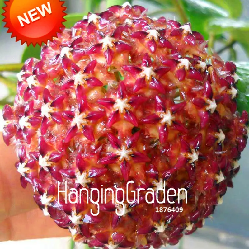 Лидер продаж! Балконная горшечная Роза Hoya Orchid bonsai цветок Carnosa растение для