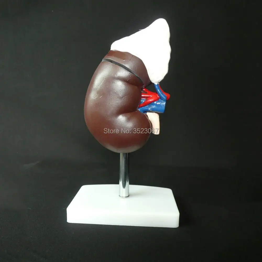Человеческая почка с надпочечников анатомическая модель в натуральную величину