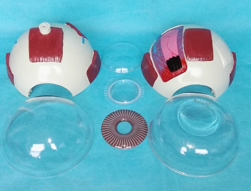 

6X Eye anatomical model Organ Anatomy Human specimens model free shipping