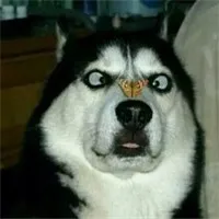 Ссылка для оплаты 01|link| |