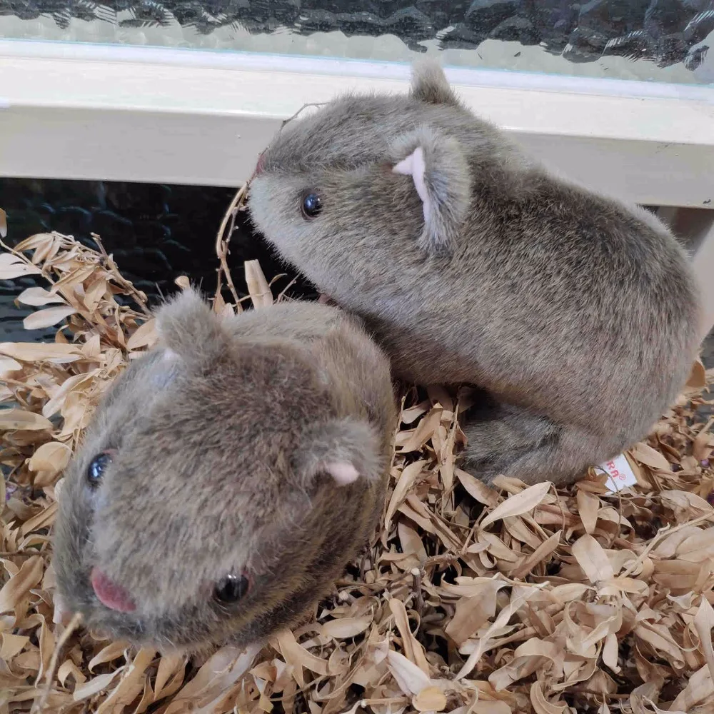 1 шт. 18 см Моделирование Плюшевые вомбат свинки Cavia Porcellus игрушка чучело дикие