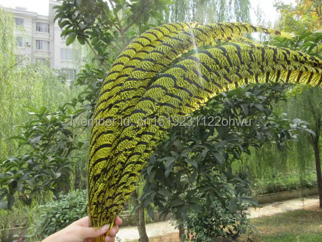

Free shipping wholesale 10pcs natural color yellow Lady Amherst Pheasant Feathers 80-90cm /32-36inch Stage Accessories