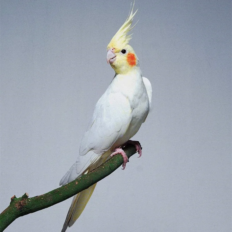 Cockatiels Gingerain одежда с птицами parrot's hair-proof collar small Elizabeth Circle - Цвет: Cockatiels