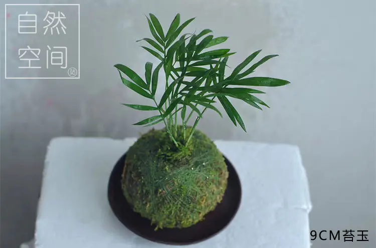 Kokedama моховые шары японский мох шар с Мохом семена личности небольшой вентилируемый цветочный горшок для орхидеи и бонсай