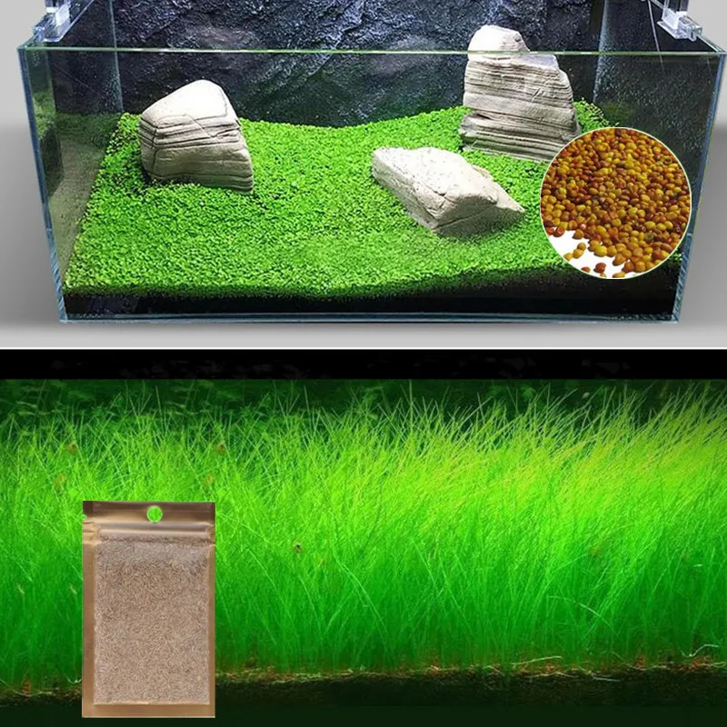 Легкое выращивание водяное растение для аквариума семена Hemianthus Callitrichoides Eleocharis водной травы Семена газонной травы для украшения аквариума